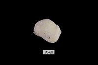 藏品(紫口珊瑚螺)的圖片